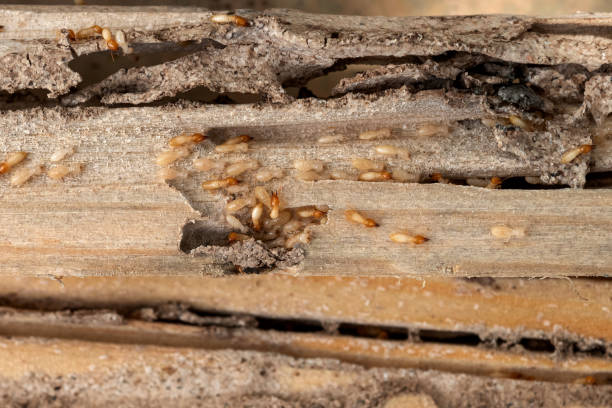 Best Affordable Pest Control Services  in Palermo, CA